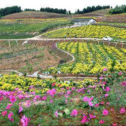 全省农资打假专项治理行动视频会议在成都召开