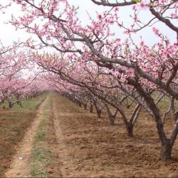 农业农村厅召开党组（扩大）会议传达学习贯彻全国两会精神