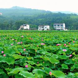 农业农村部召开国家种业阵型企业座谈会
